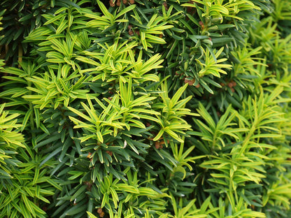Taxus baccata 'Fastigiata Aurea' haagplant naald