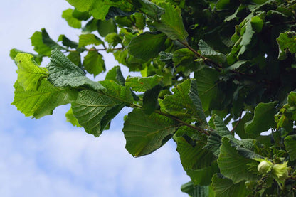 Corylus 'Kentish Cob' op stam