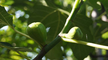 Ficus carica 'Brown Turkey' solitair zaaddoos