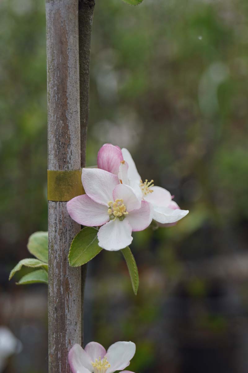 Malus domestica 'James Grieve' op stam