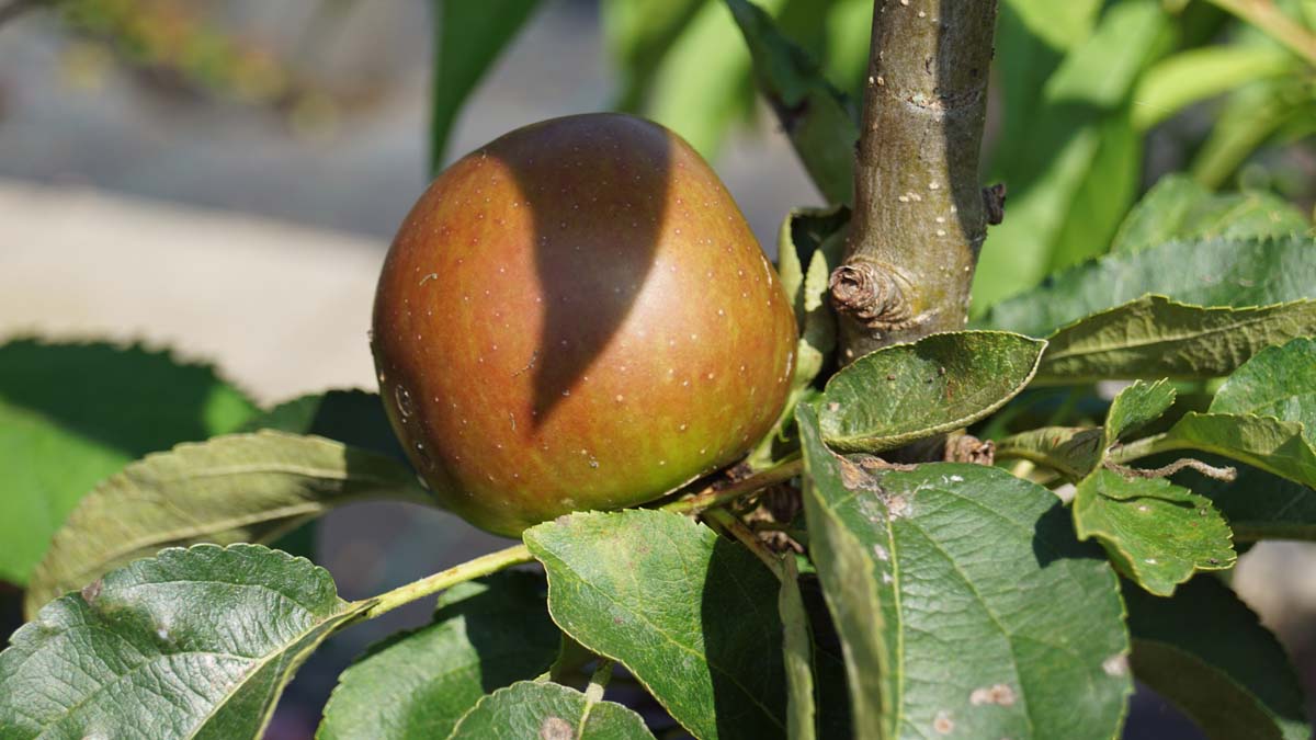 Malus domestica 'James Grieve' leiboom