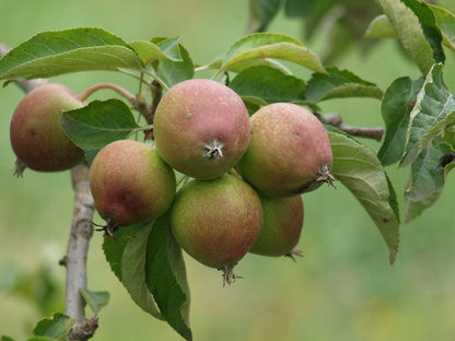 Malus domestica 'Pinova' meerstammig / struik