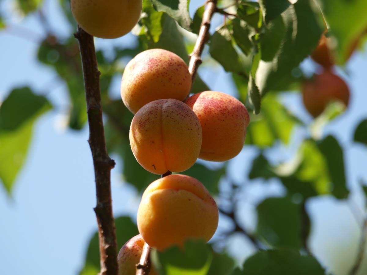 Prunus armeniaca 'Hongaarse' op stam
