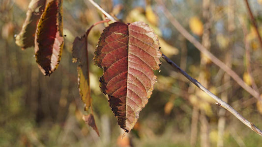 Prunus avium leiboom