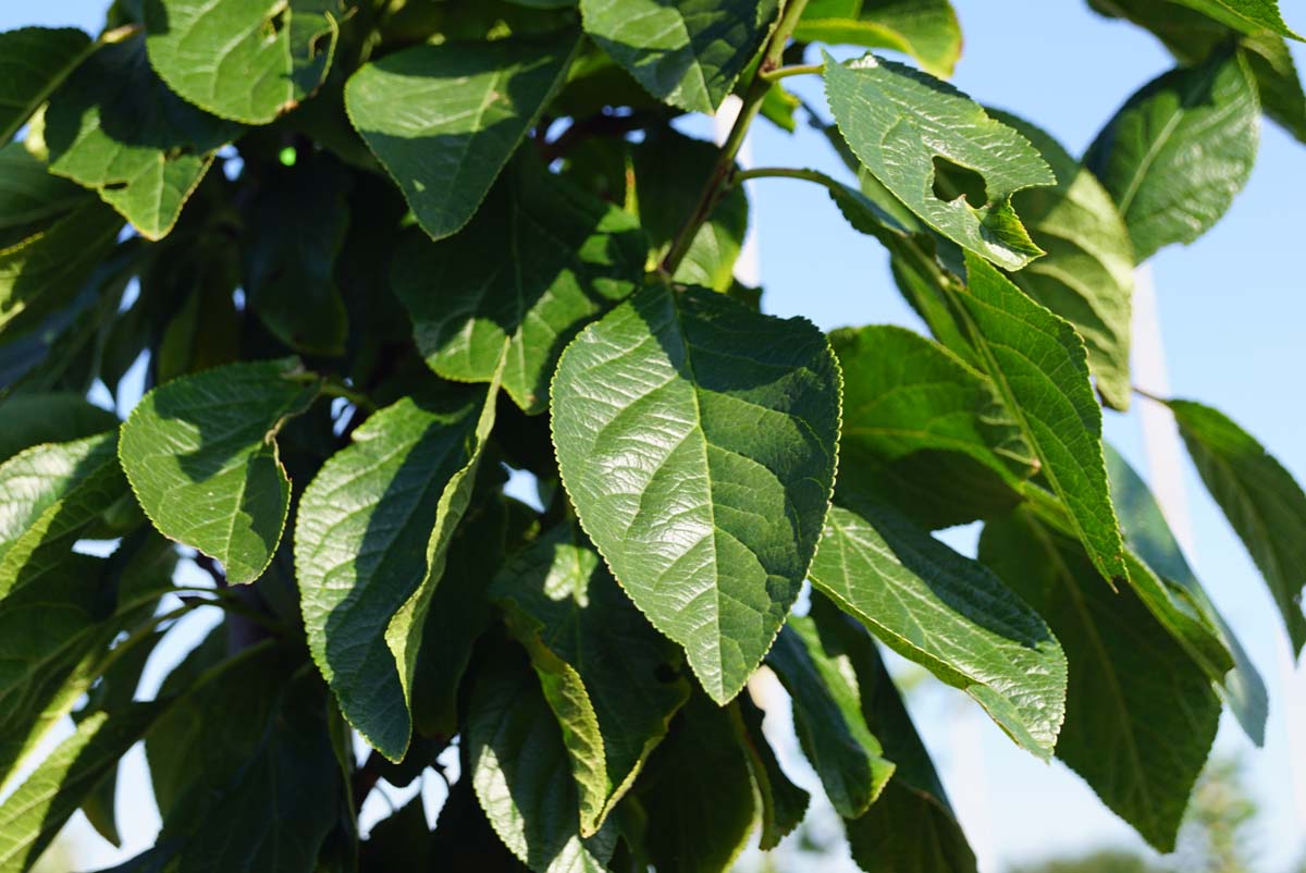 Prunus domestica 'Reine Claude d'Oullins' Tuinplanten blad
