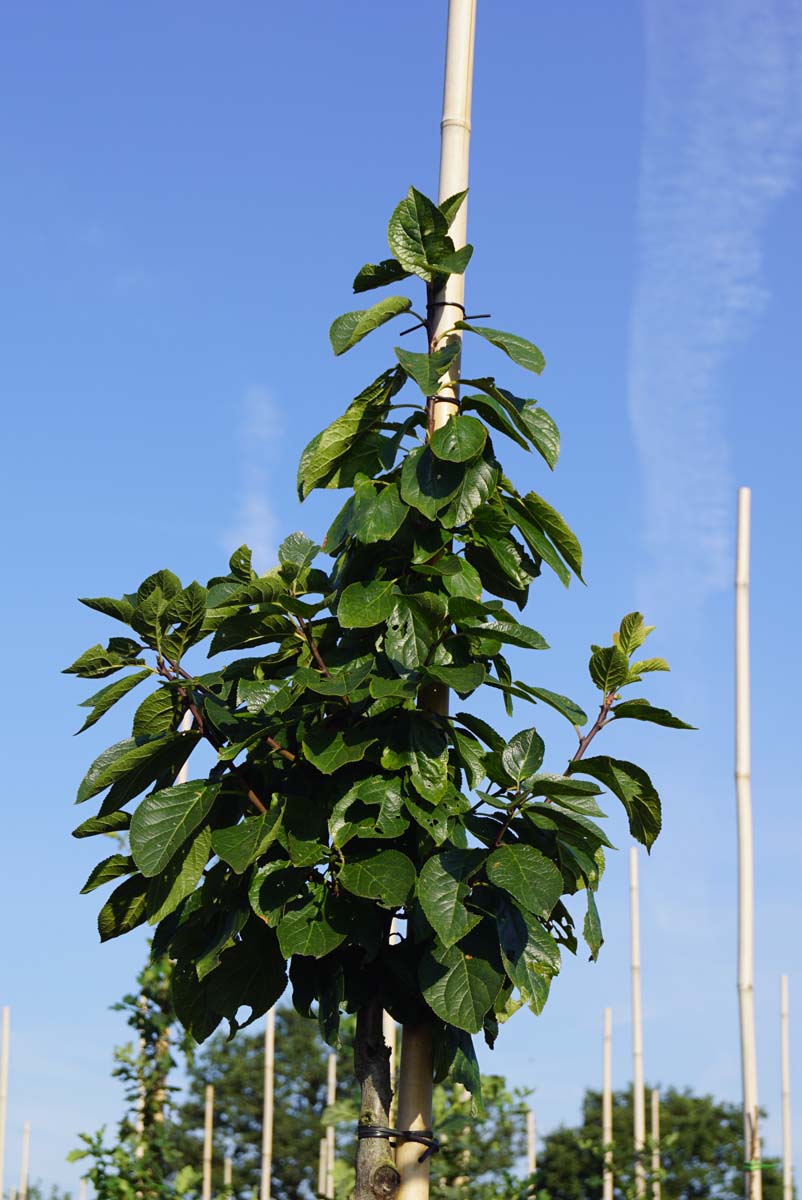 Prunus domestica 'Reine Claude d'Oullins' leiboom blad
