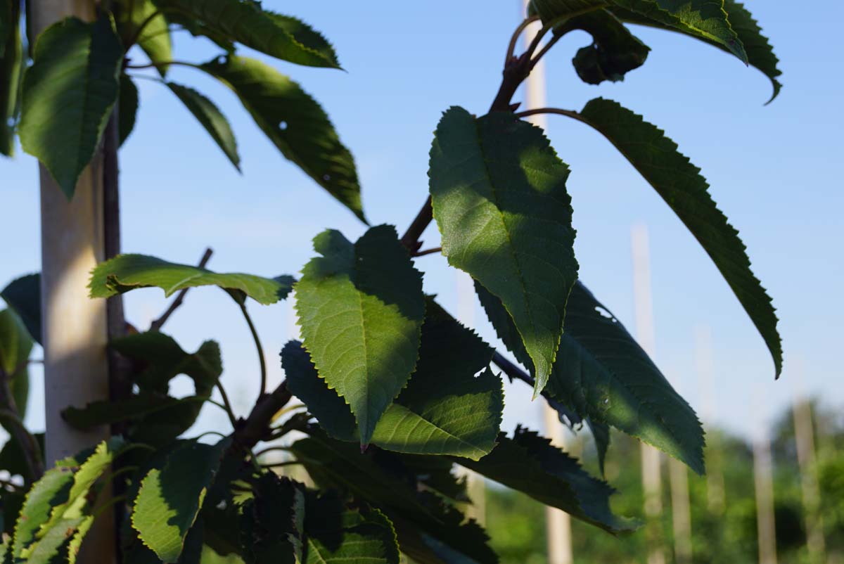 Prunus avium 'Bigarreau Napoléon' meerstammig / struik