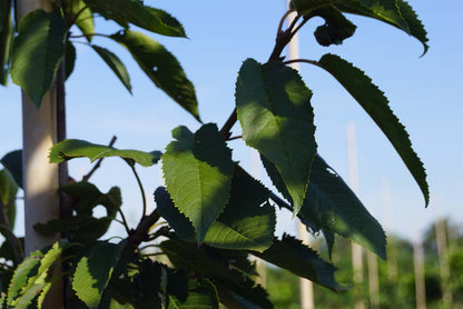 Prunus avium 'Bigarreau Napoléon' meerstammig / struik