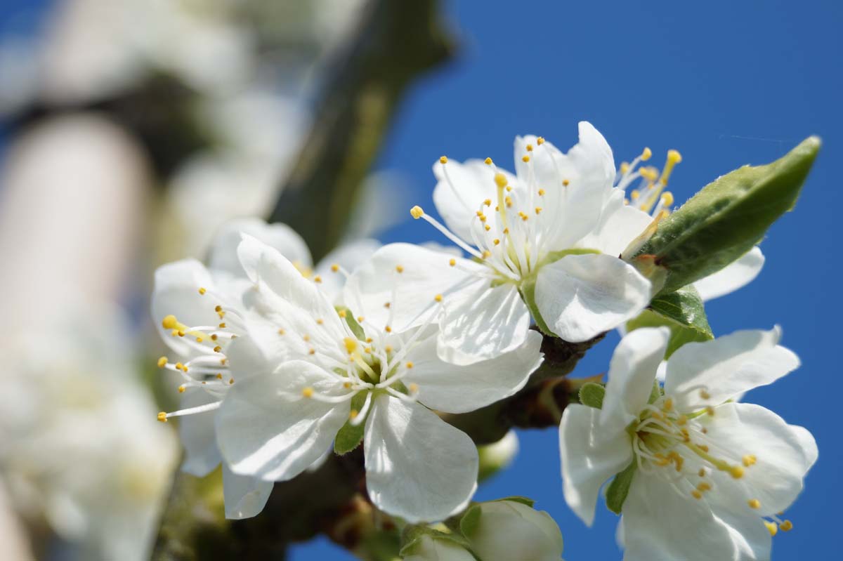 Prunus domestica 'Victoria' op stam