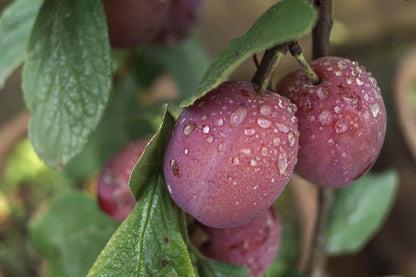 Prunus domestica 'Victoria' op stam