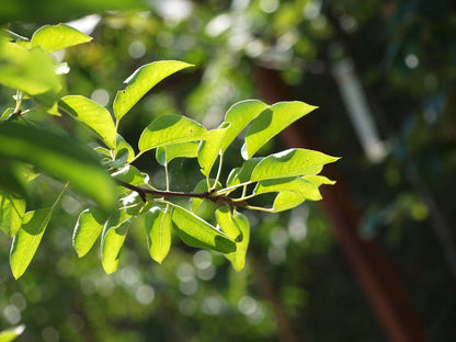 Pyrus communis 'Clapp's Favourite' meerstammig / struik blad