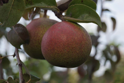 Pyrus communis 'Zoete Brederode' Tuinplanten peer