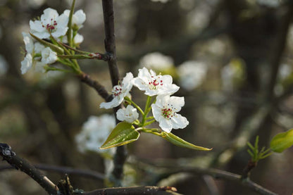 Pyrus pyrifolia meerstammig / struik