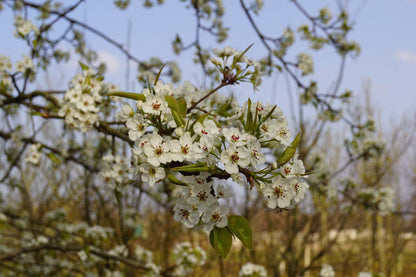 Pyrus pyrifolia meerstammig / struik