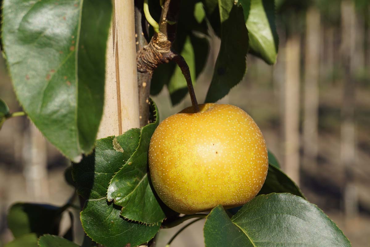 Pyrus pyrifolia 'Hayatama' op stam