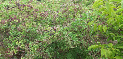 Sambucus nigra 'Haschberg' op stam