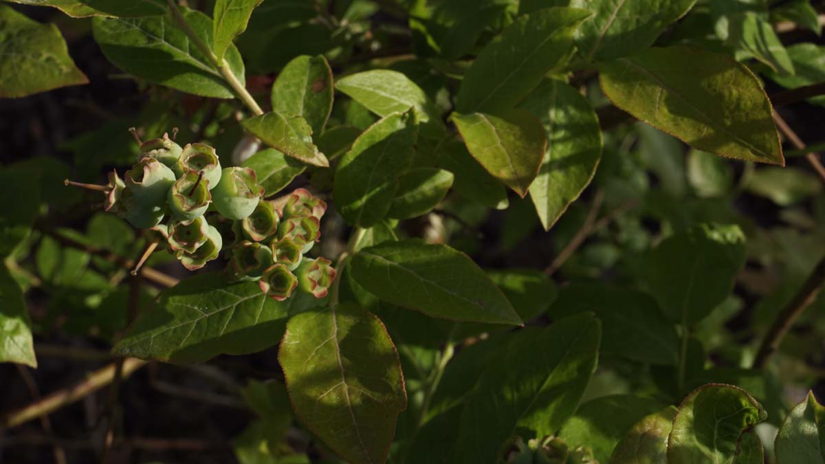 Vaccinium corymbosum 'Goldtraube 71'
