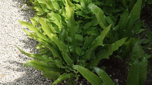 Asplenium scolopendrium blad