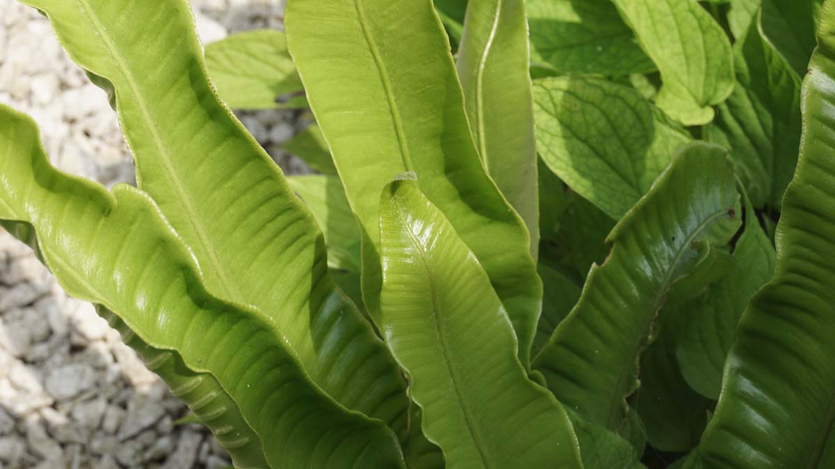 Asplenium scolopendrium blad
