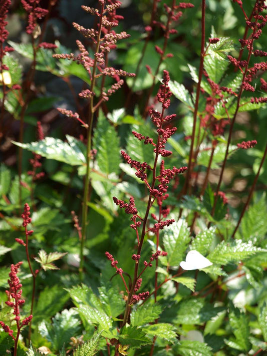 Astilbe (A) 'Fanal'