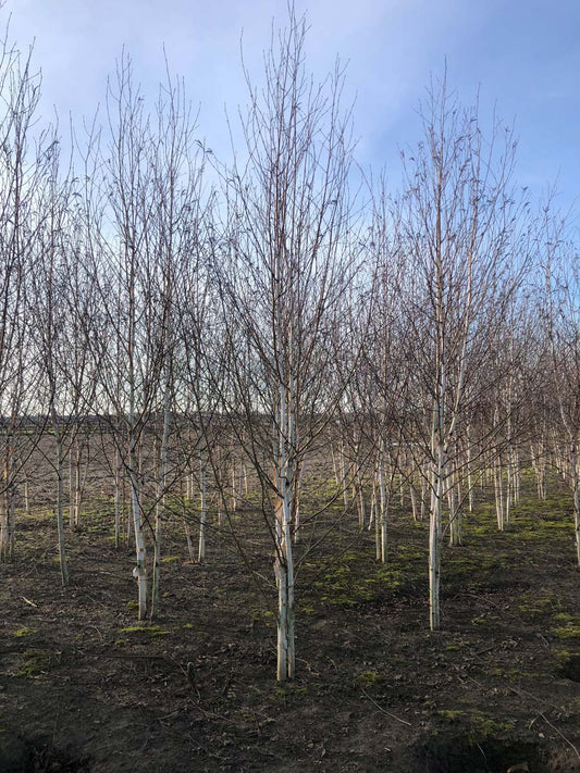 Betula utilis jacquemontii meerstammig / struik meerstammig