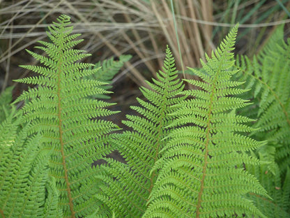 Athyrium filix-femina