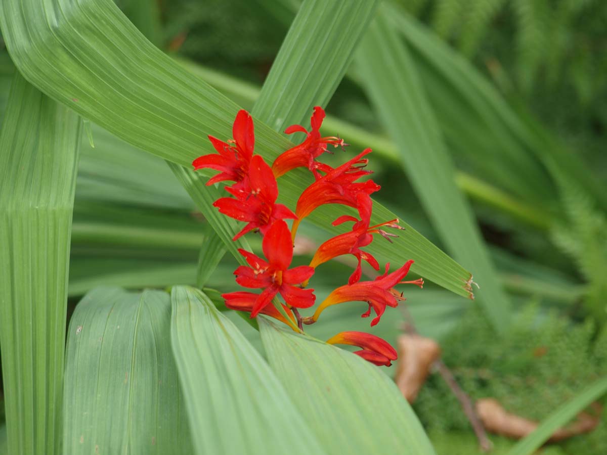 Crocosmia 'Lucifer' blad