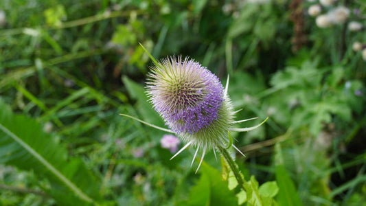 Dipsacus fullonum