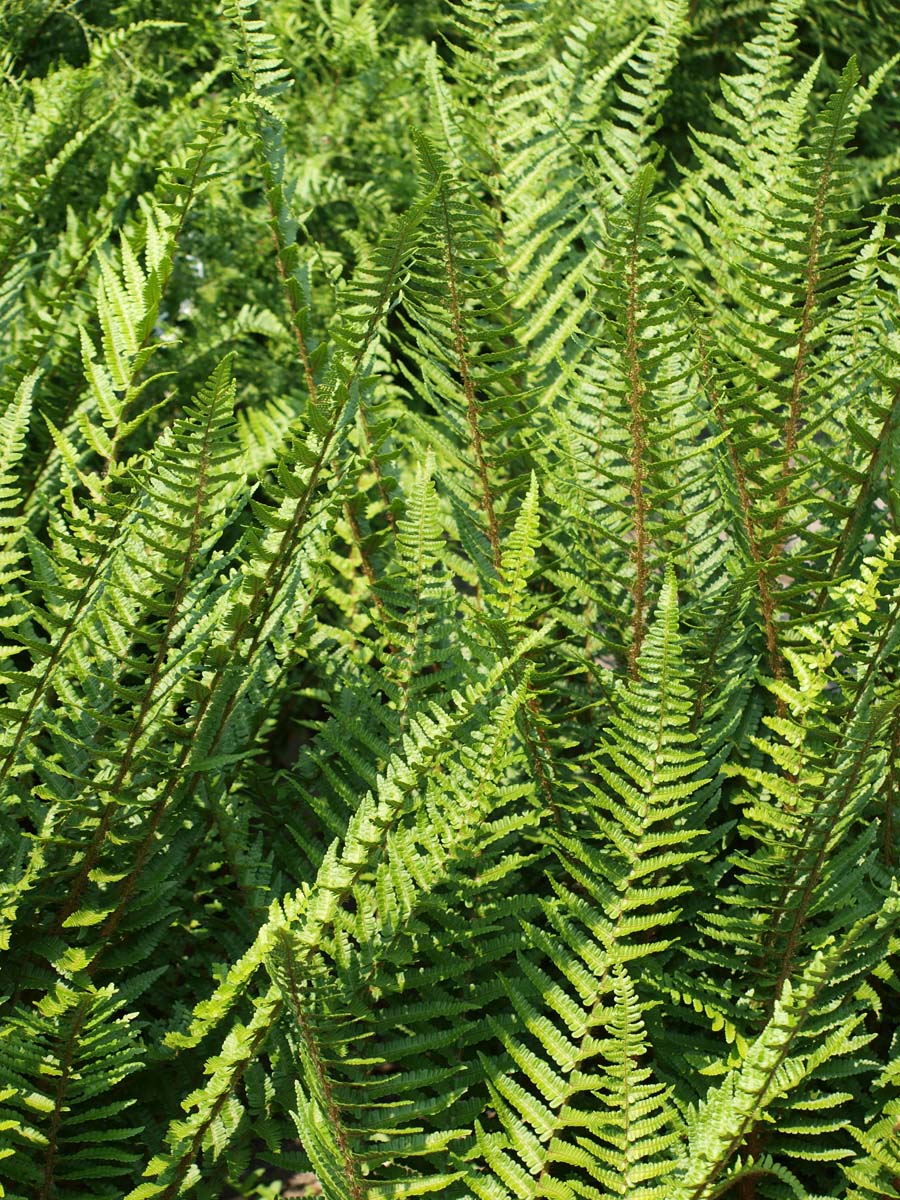 Dryopteris filix-mas