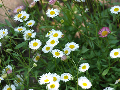 Erigeron karvinskianus