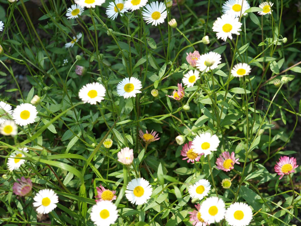 Erigeron karvinskianus