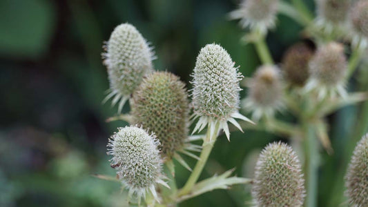 Eryngium agavifolium