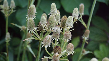 Eryngium agavifolium
