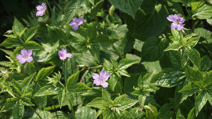 Geranium nodosum