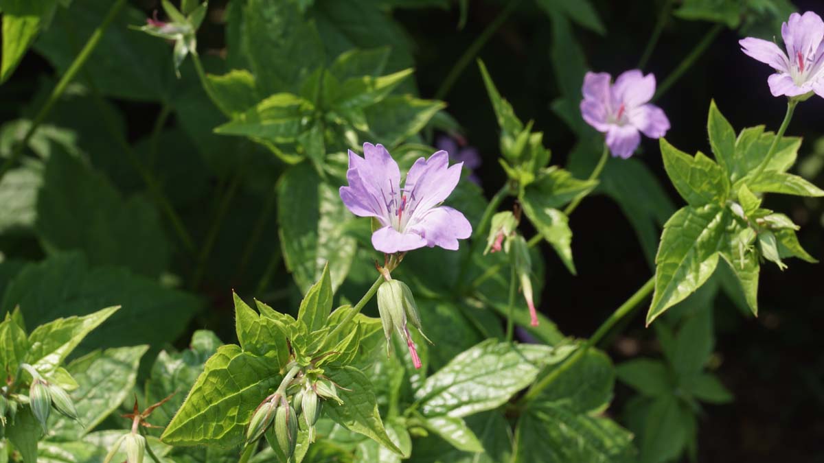 Geranium nodosum
