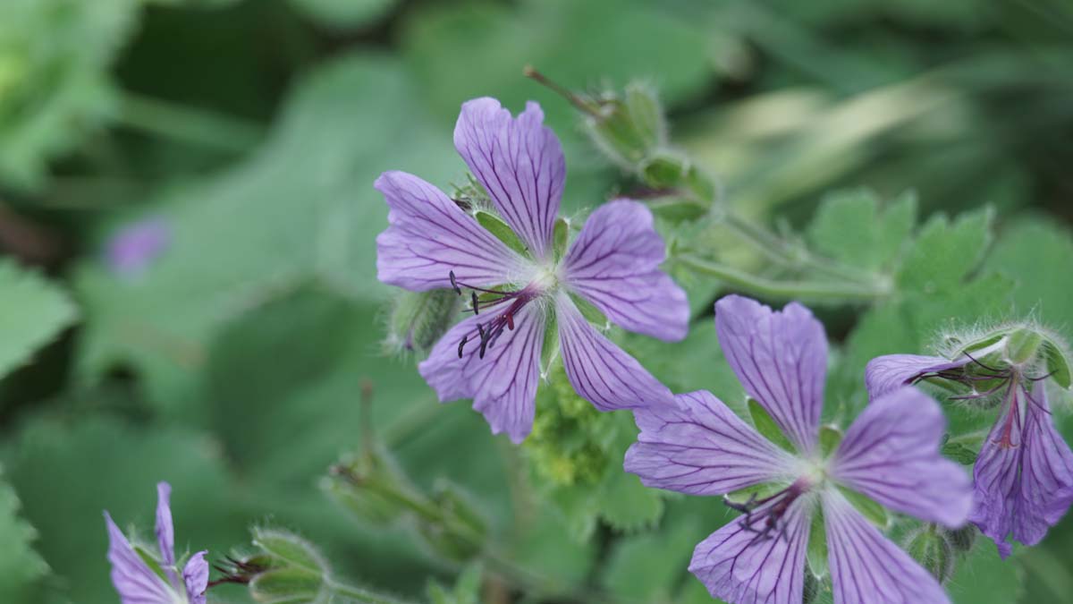Geranium 'Philippe Vapelle'