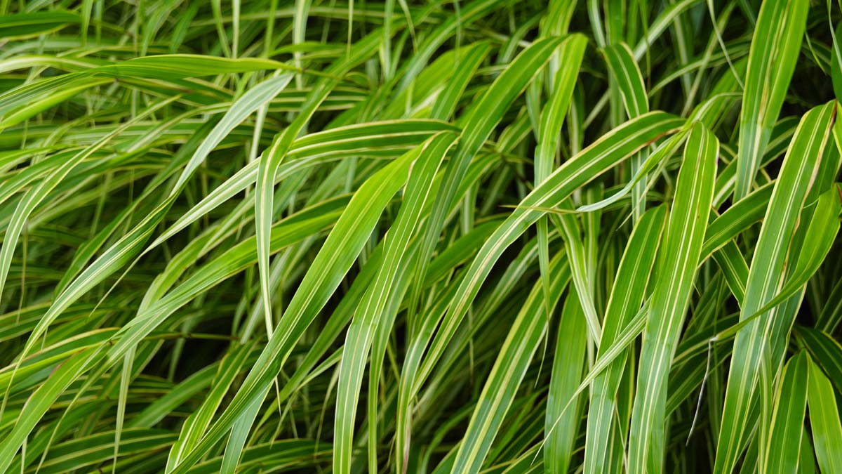 Hakonechloa macra 'Aureola'