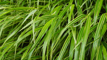 Hakonechloa macra 'Aureola'