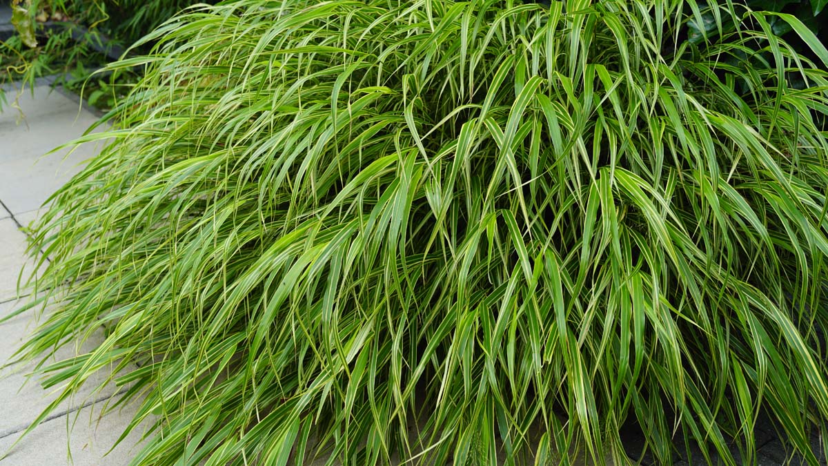 Hakonechloa macra 'Aureola'