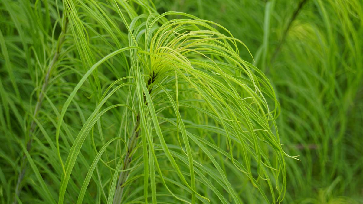 Helianthus salicifolius