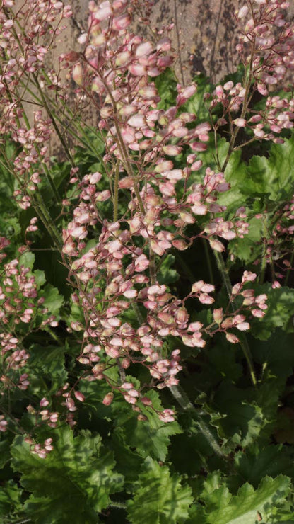 Heucherella alba 'Bridget Bloom'