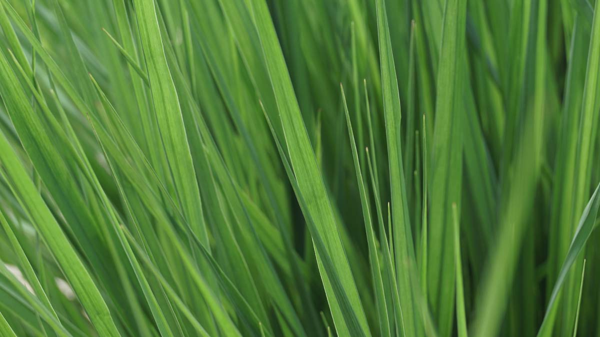 Panicum virgatum 'Heavy Metal' blad