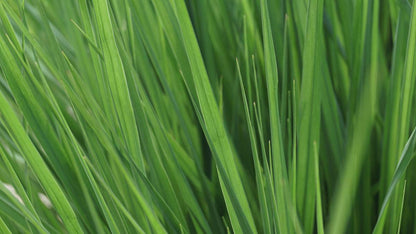 Panicum virgatum 'Heavy Metal' blad