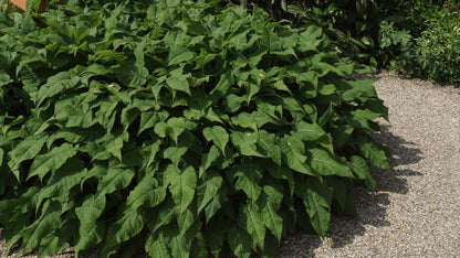Persicaria amplexicaulis 'Rosea'