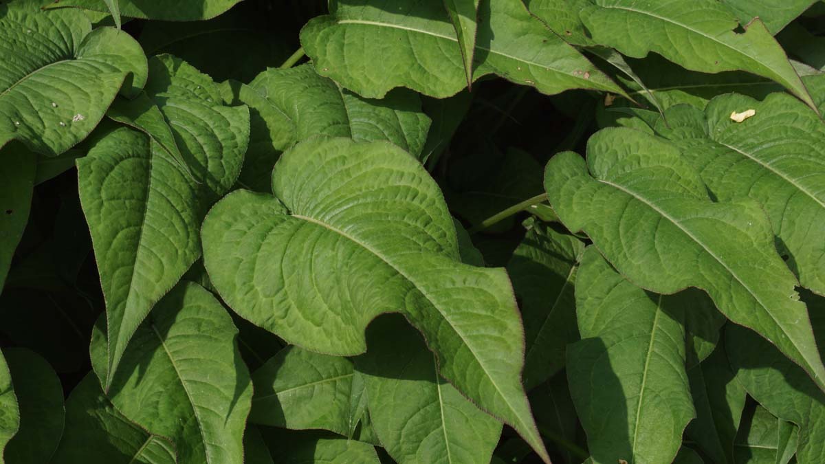 Persicaria amplexicaulis 'Rosea'