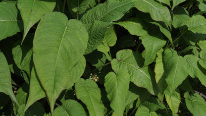 Persicaria amplexicaulis 'Rosea'