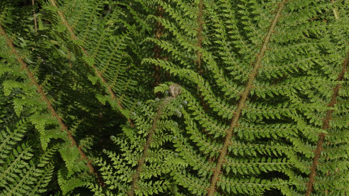 Polystichum setiferum 'Dahlem'