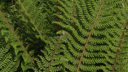 Polystichum setiferum 'Dahlem'