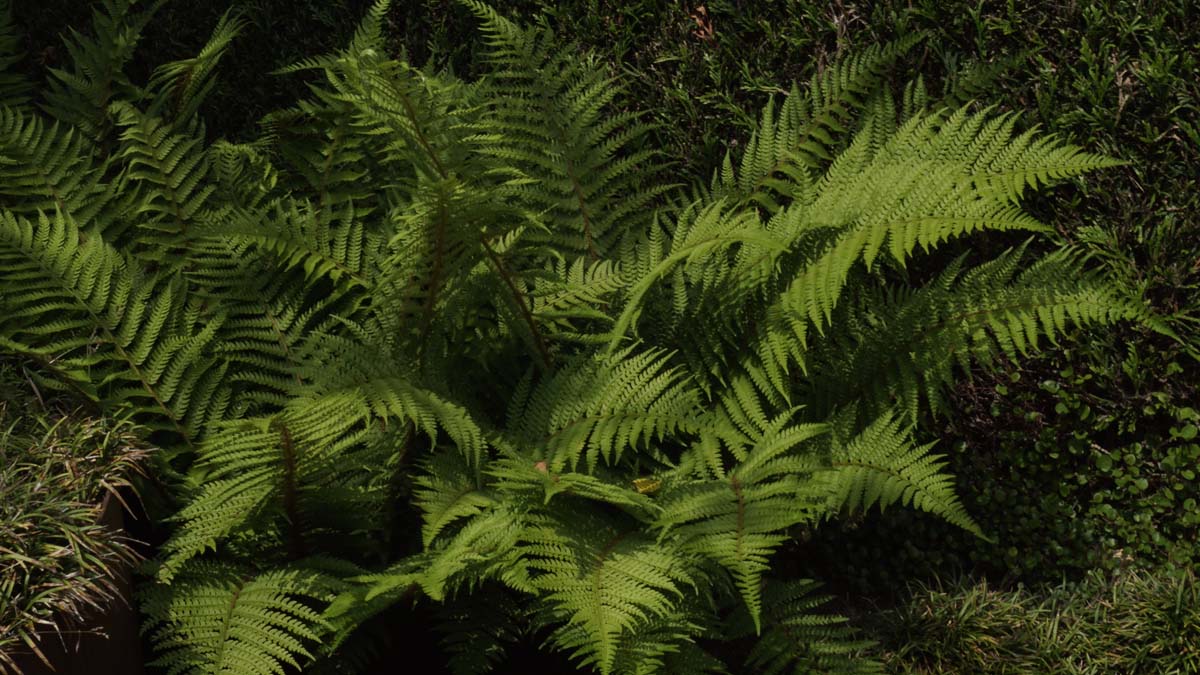 Polystichum setiferum 'Herrenhausen'