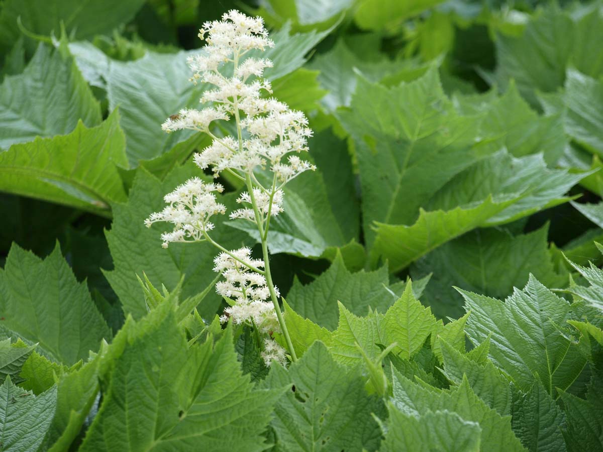 Rodgersia pinnata bloem